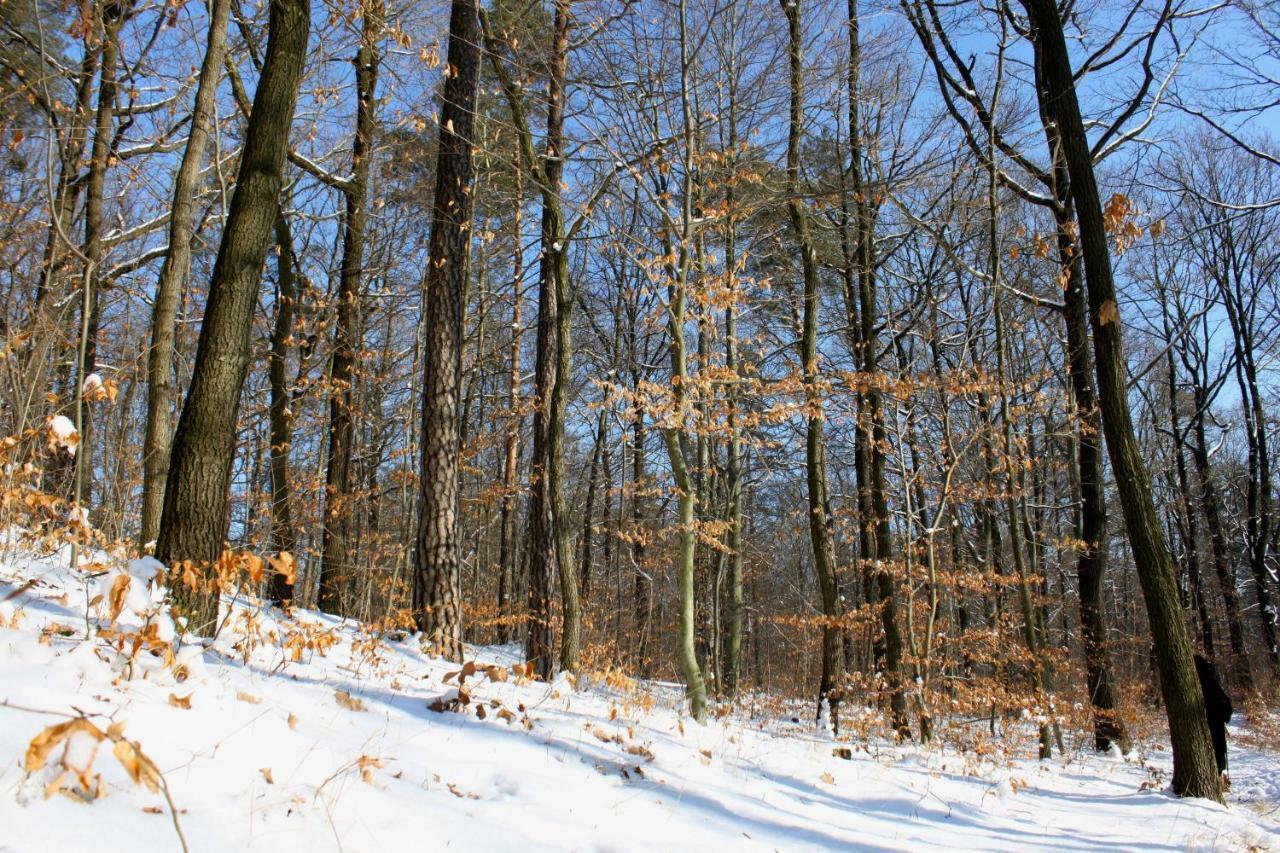 Ferienwohnung Natur Und Kunst Dresden Ngoại thất bức ảnh