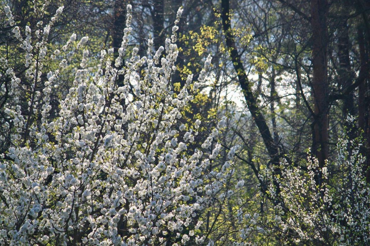 Ferienwohnung Natur Und Kunst Dresden Ngoại thất bức ảnh